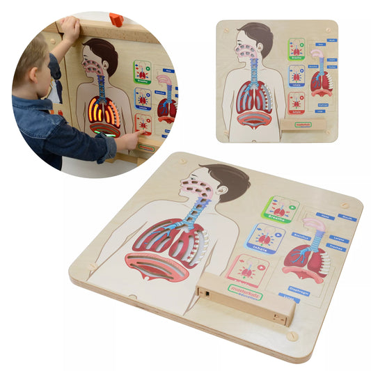 Montessori kvėpavimo sistemos edukacinė lenta
