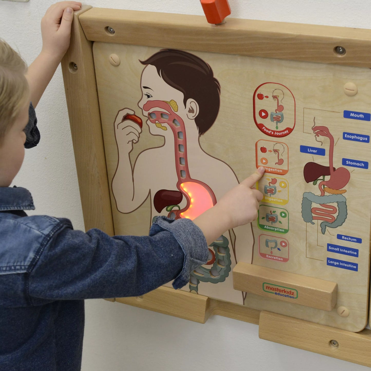 MASTERKIDZ edukacinė – virškinimo sistemos lenta