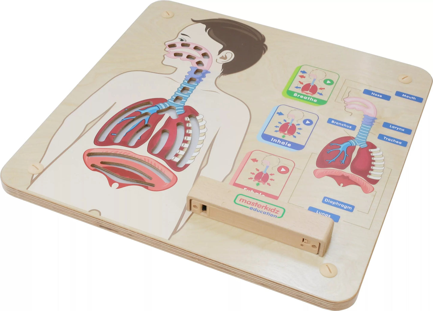 Montessori kvėpavimo sistemos edukacinė lenta