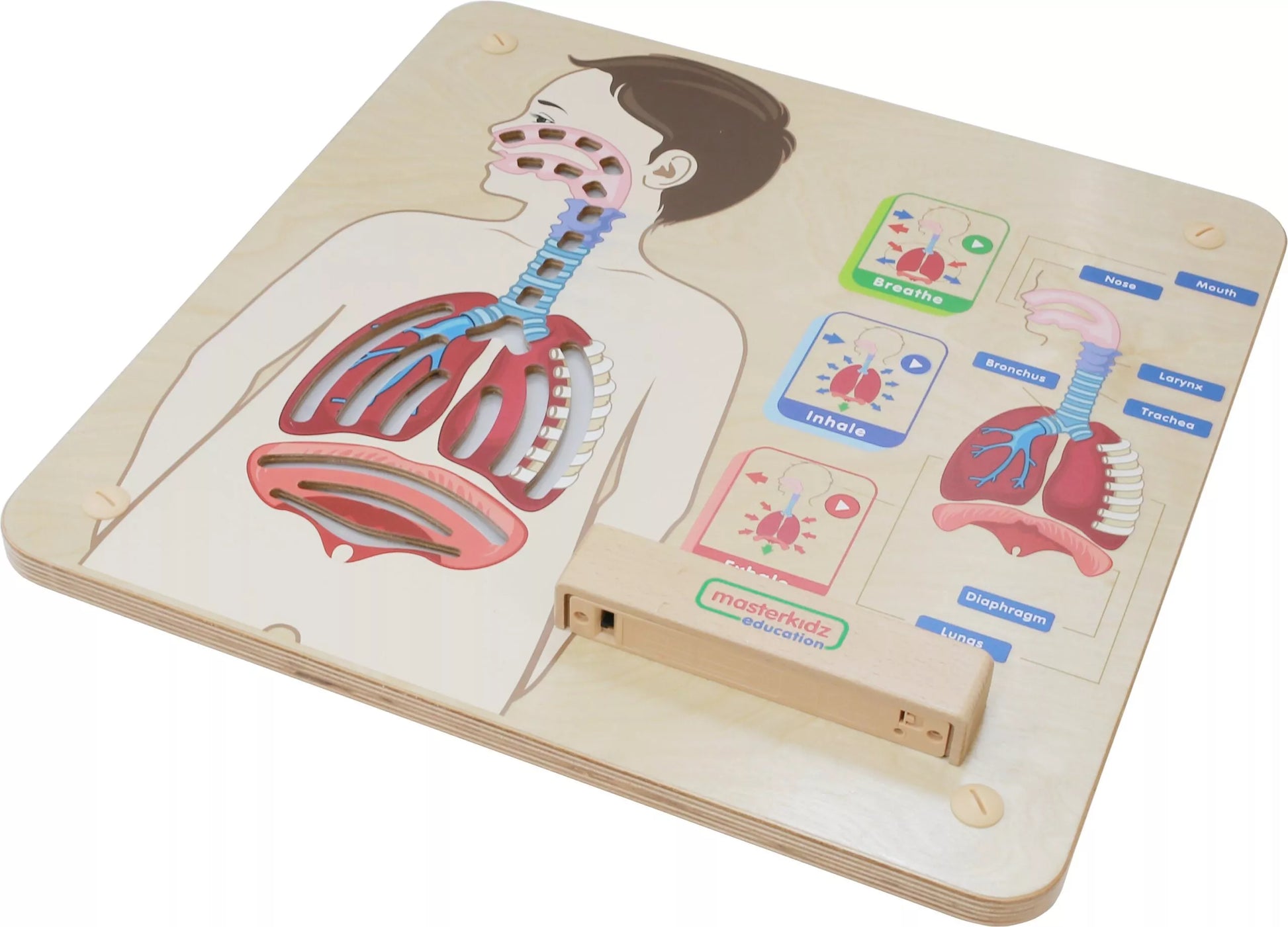 Montessori kvėpavimo sistemos edukacinė lenta