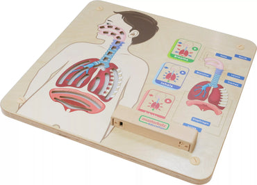 Montessori kvėpavimo sistemos edukacinė lenta