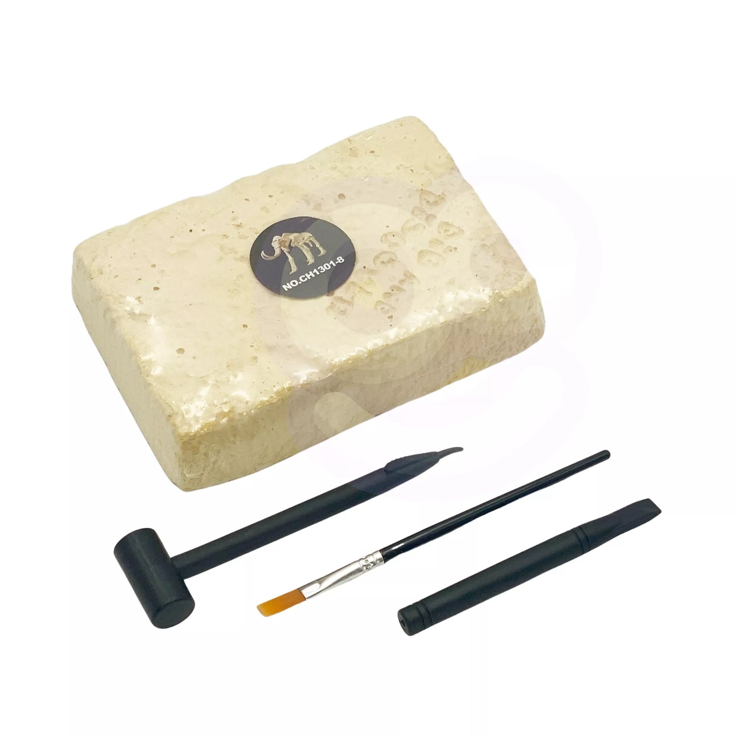 Kūrybinis dinozaurų skeleto rinkinys